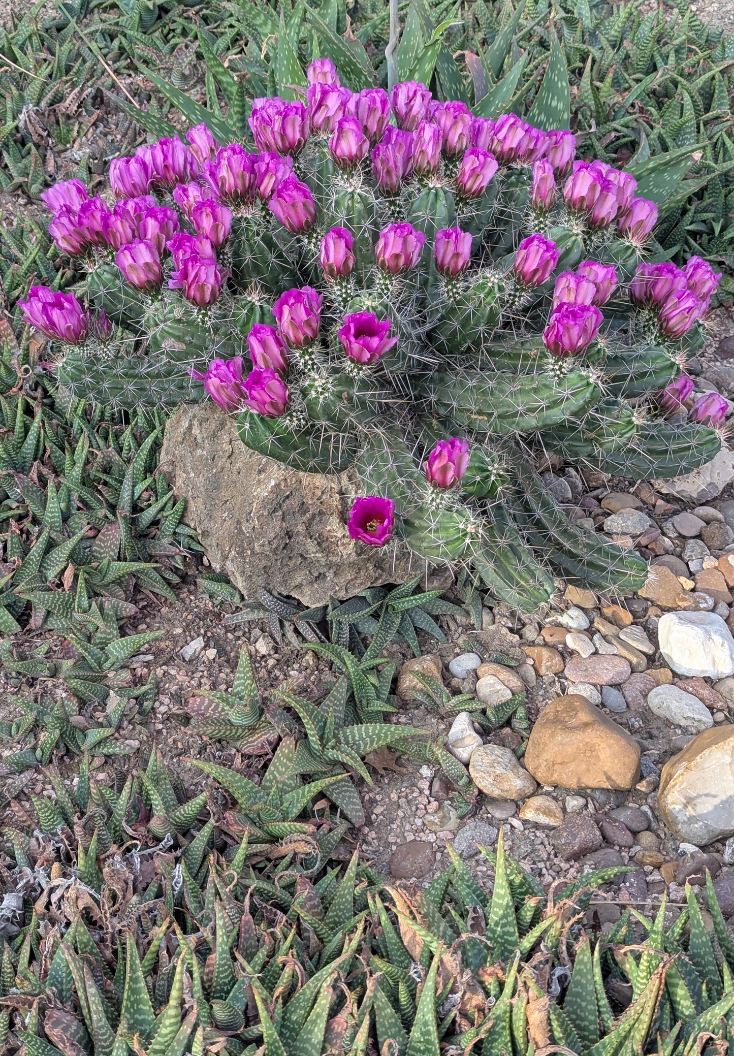 Blooming Cactus