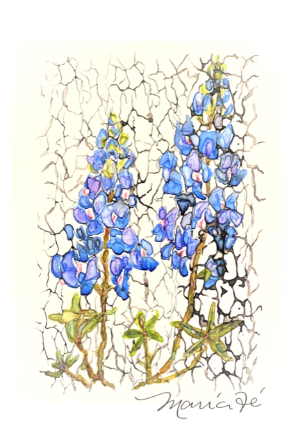 Cracked Bluebonnets