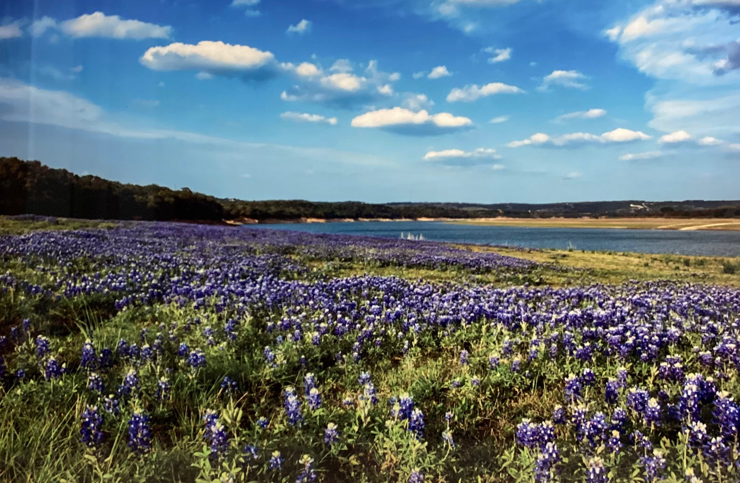 Edición Campo Azul 6/100