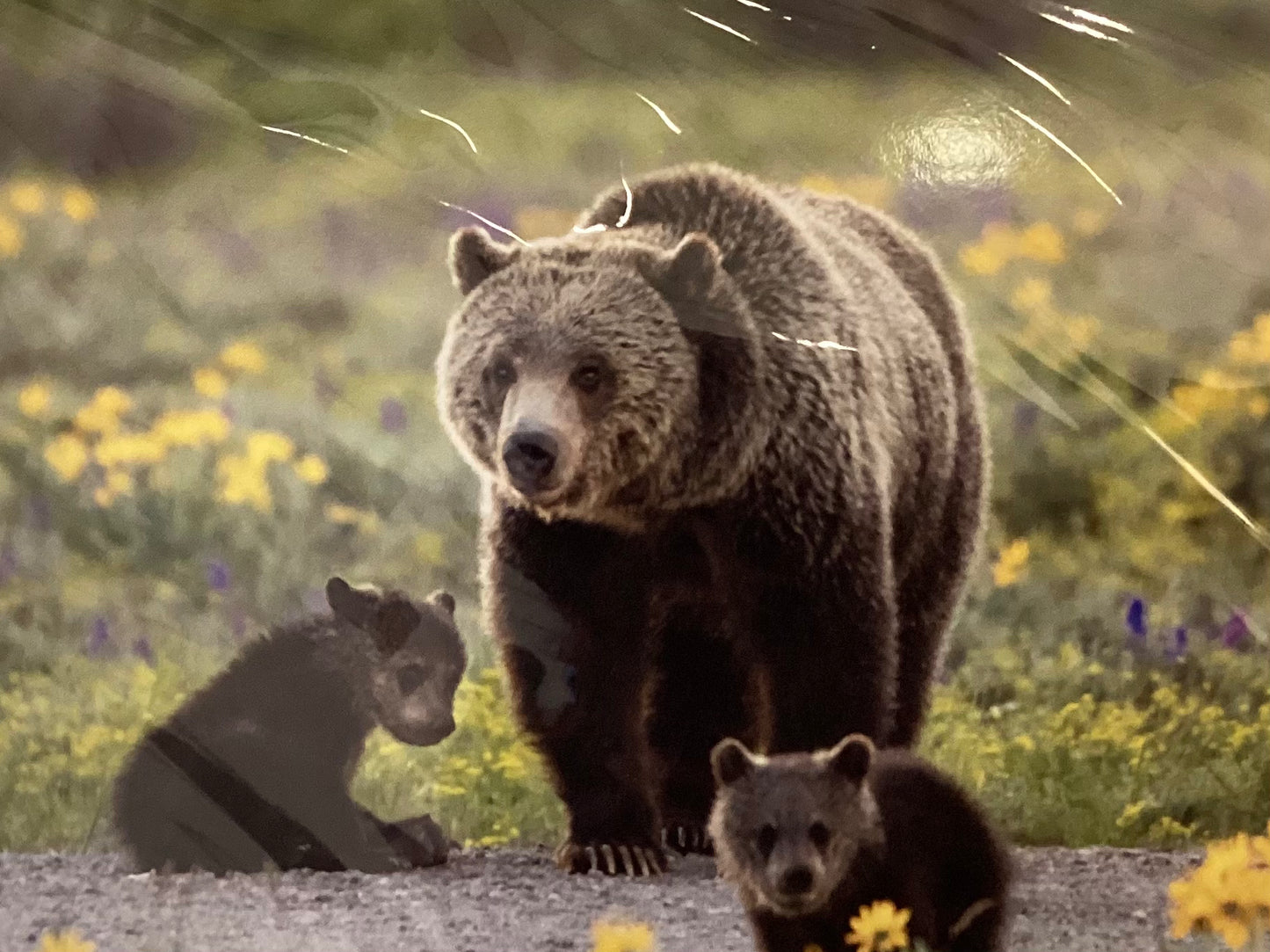 2 tarjetas artísticas de oso/ciervo