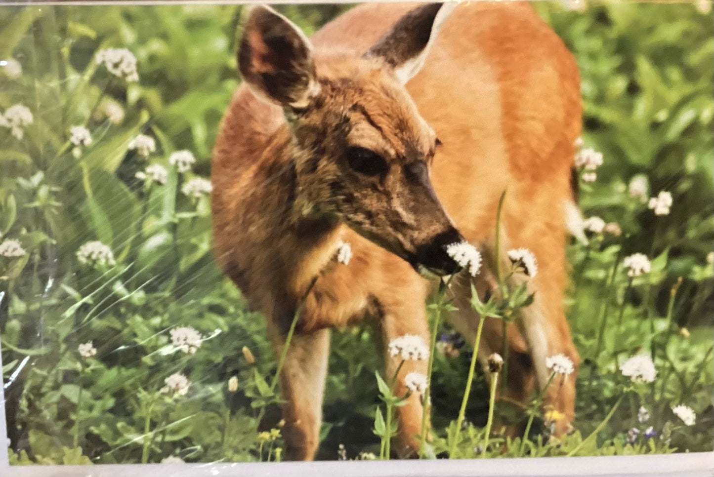 2 Art Cards Deer / Butterfly