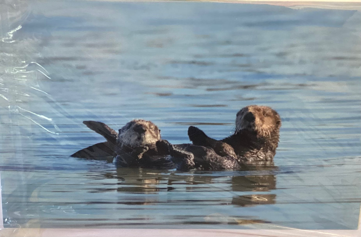2 Art cards sealife