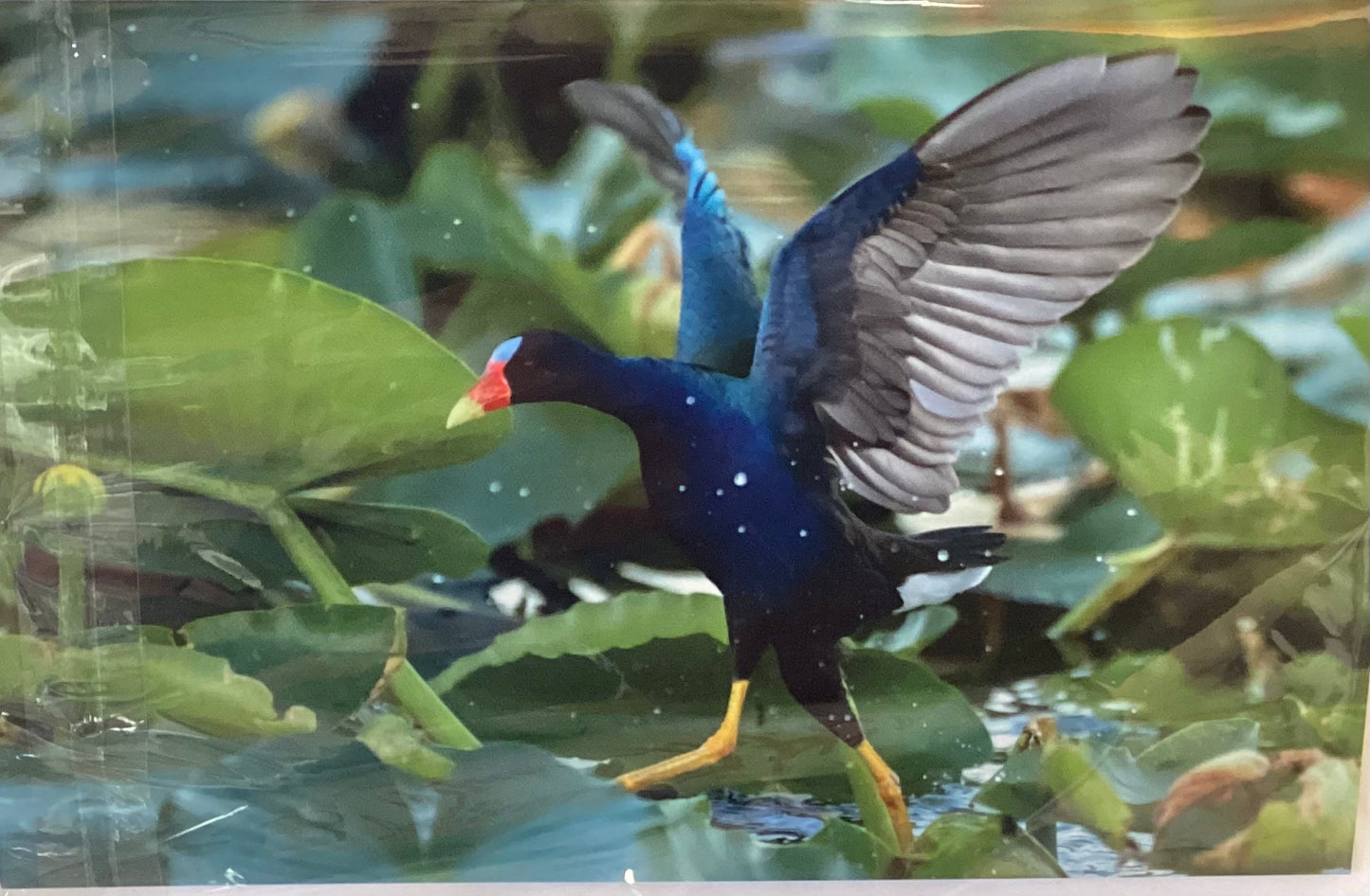 2 Art cards bird / landscape