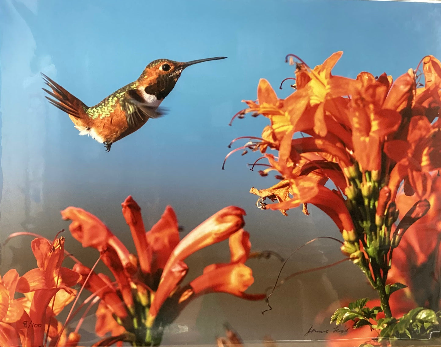 Colibrí de Allen