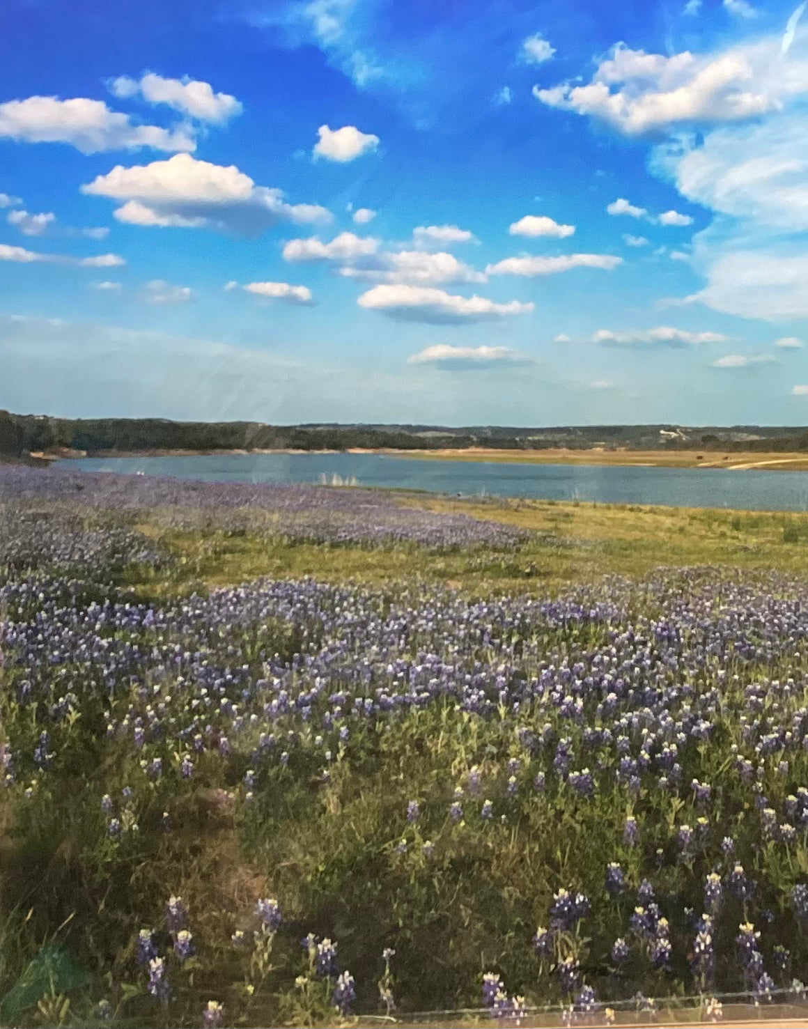 Lupinos azules
