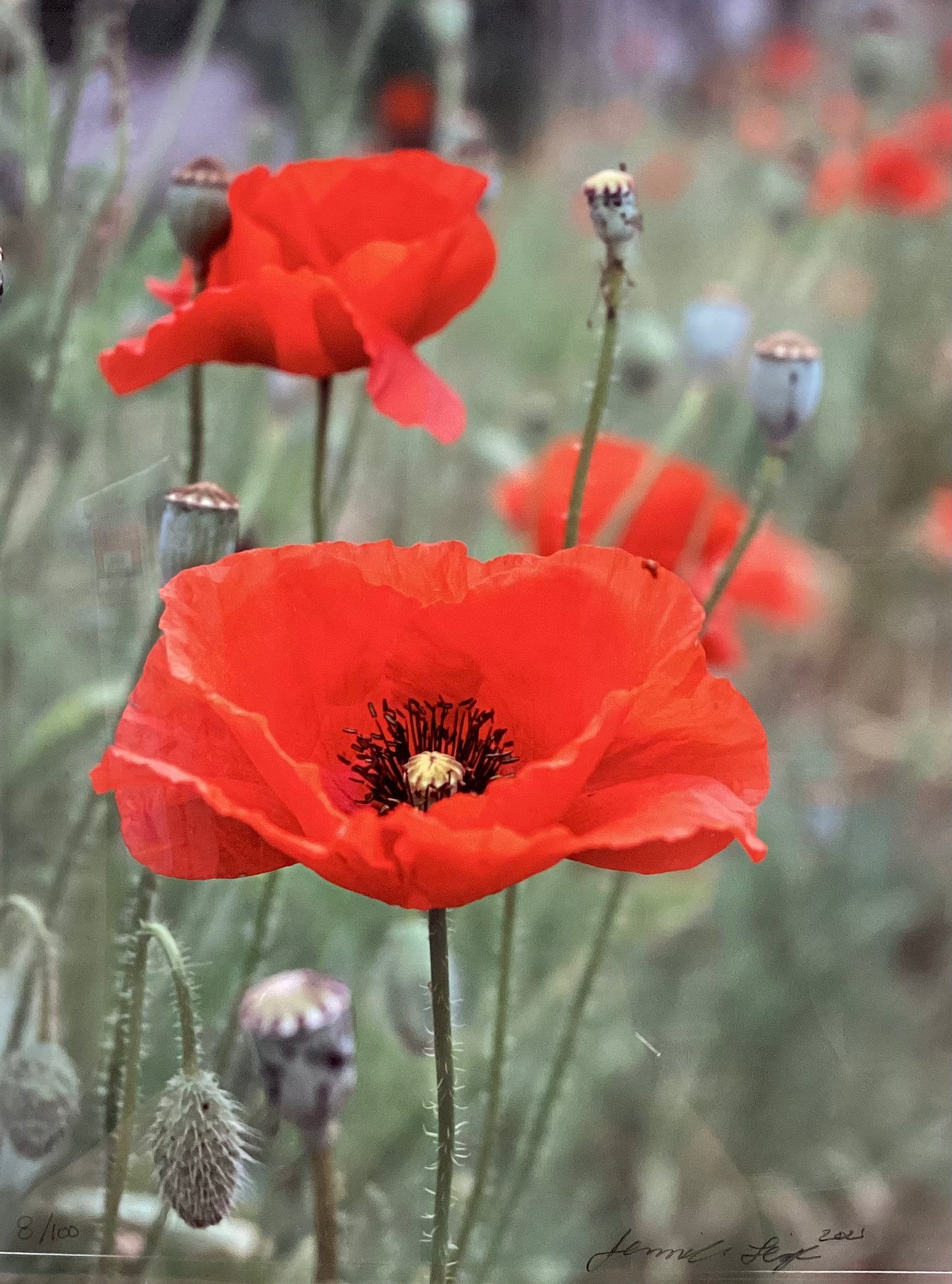 Amapola roja