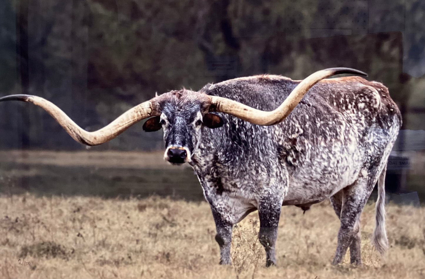 Longhorn