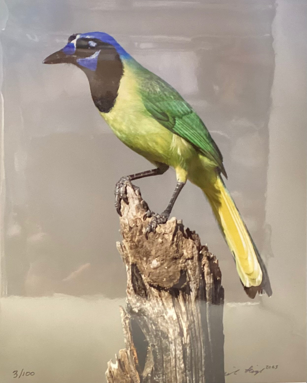 Green Jay