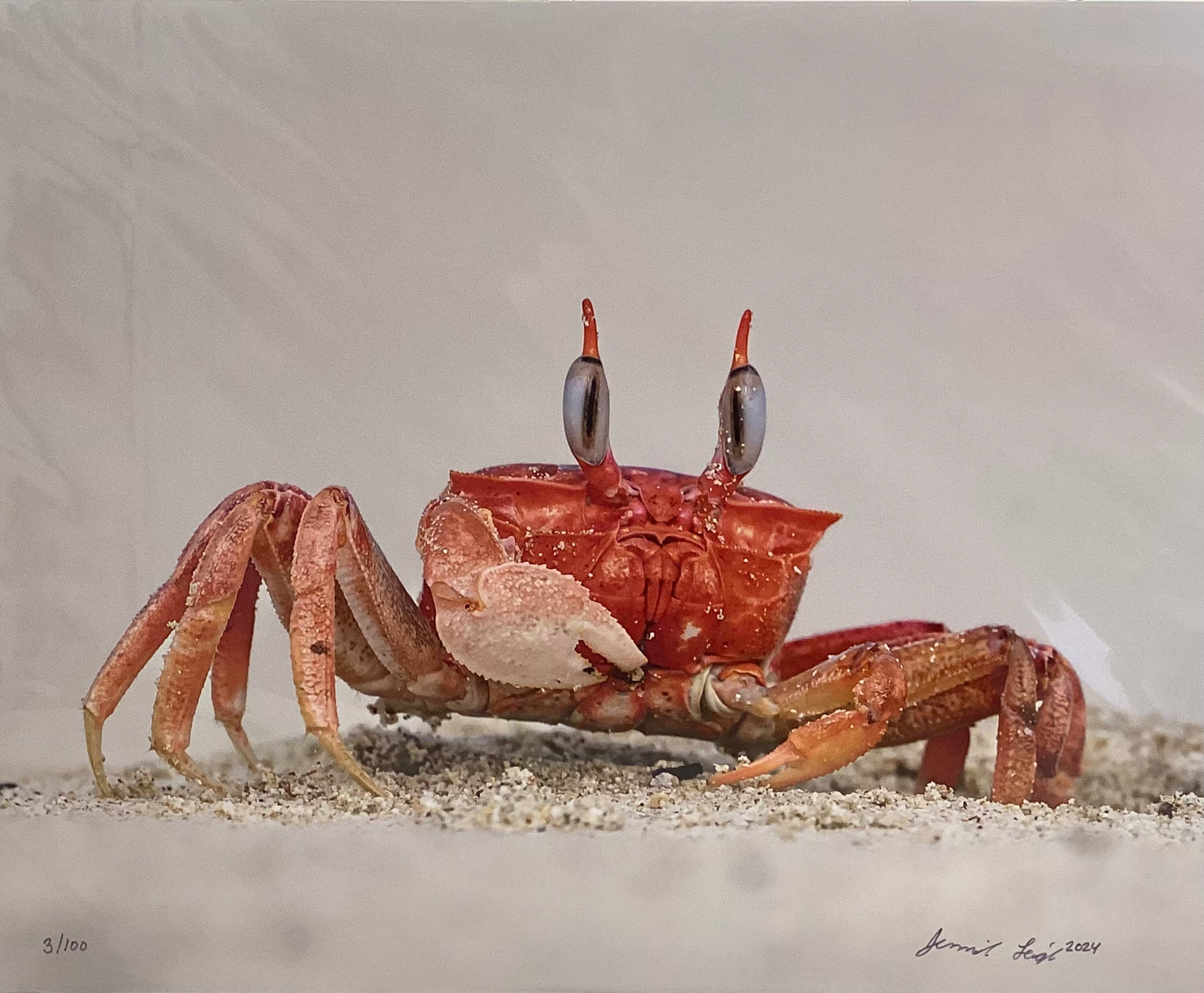 Mr. Crab