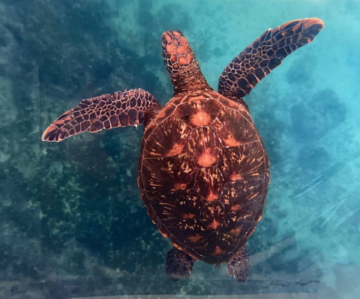 Jewel of the Galapagos