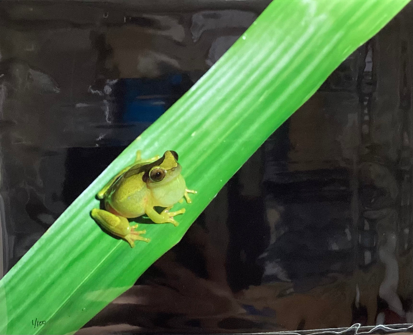 Amazon Tree Frog