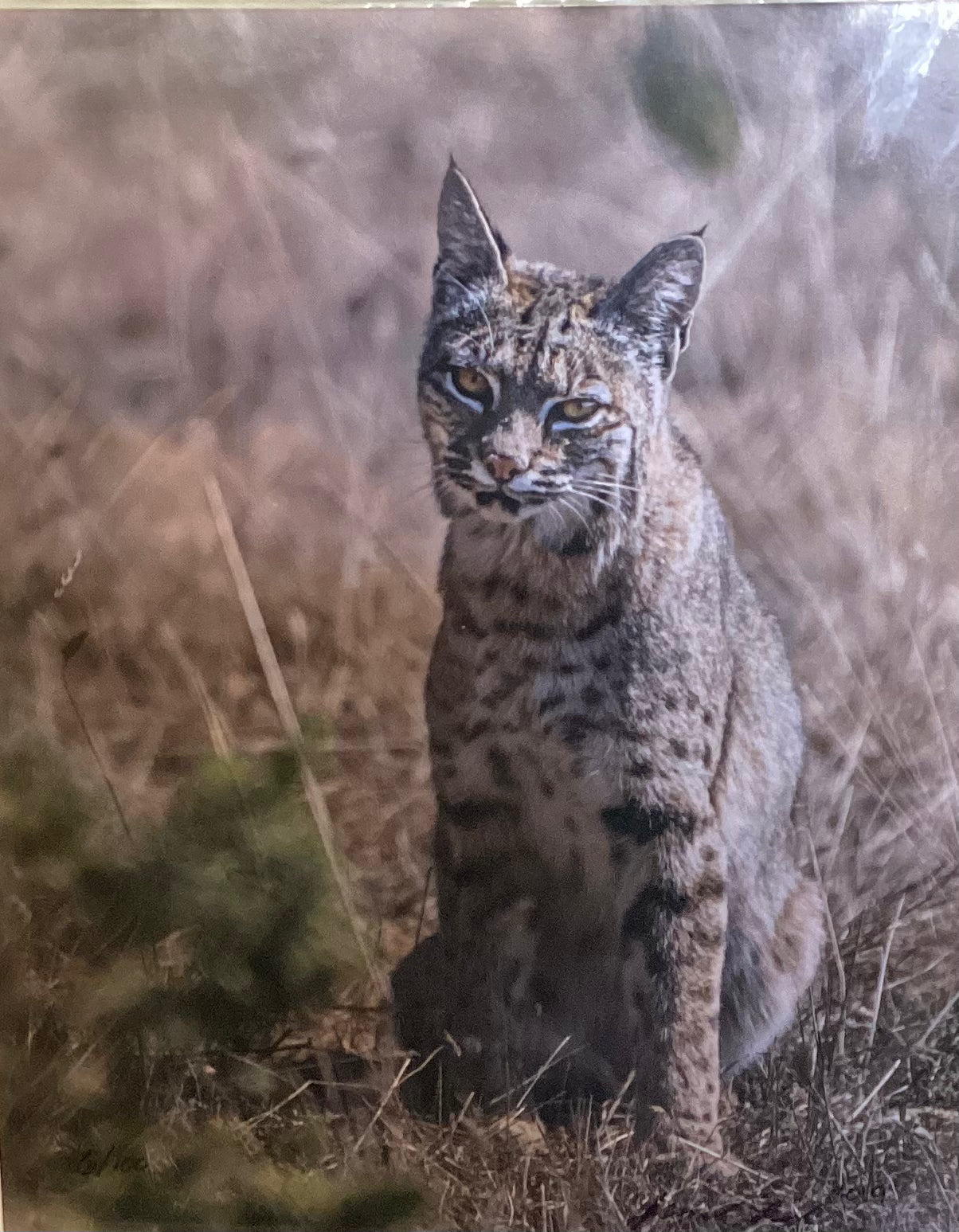 Bobcat