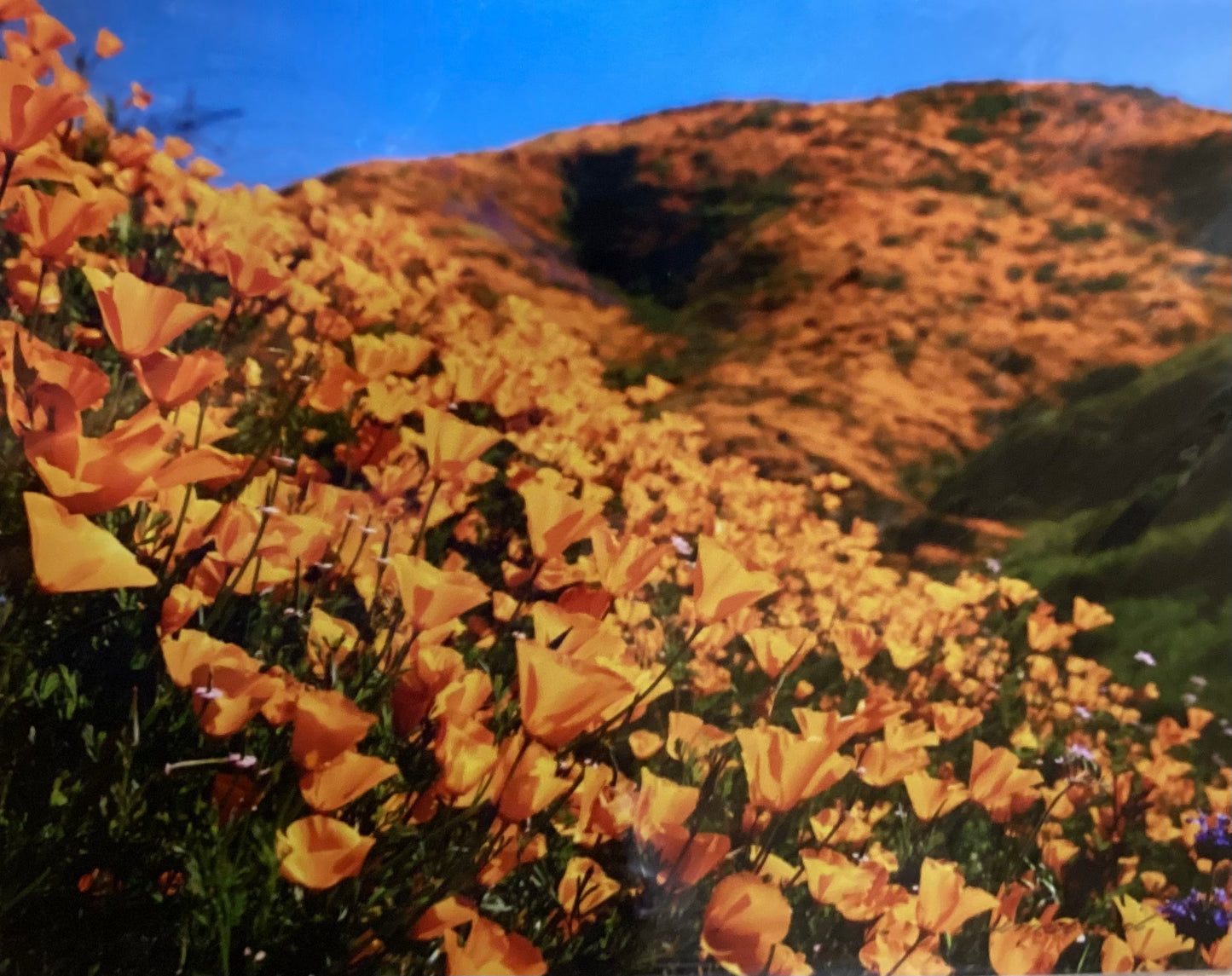 Super Bloom