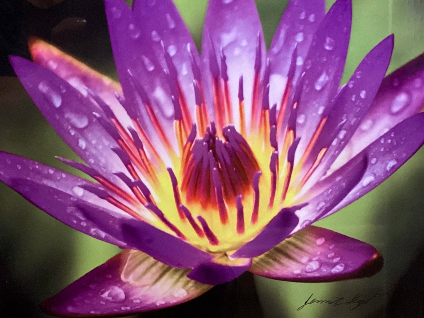 Purple Waterlily