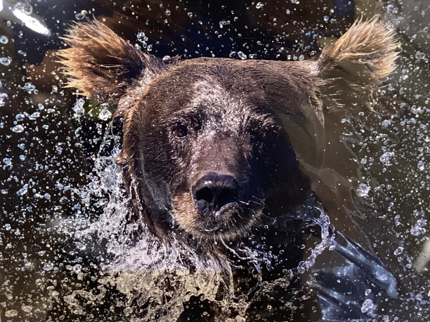 Grizzly Splash