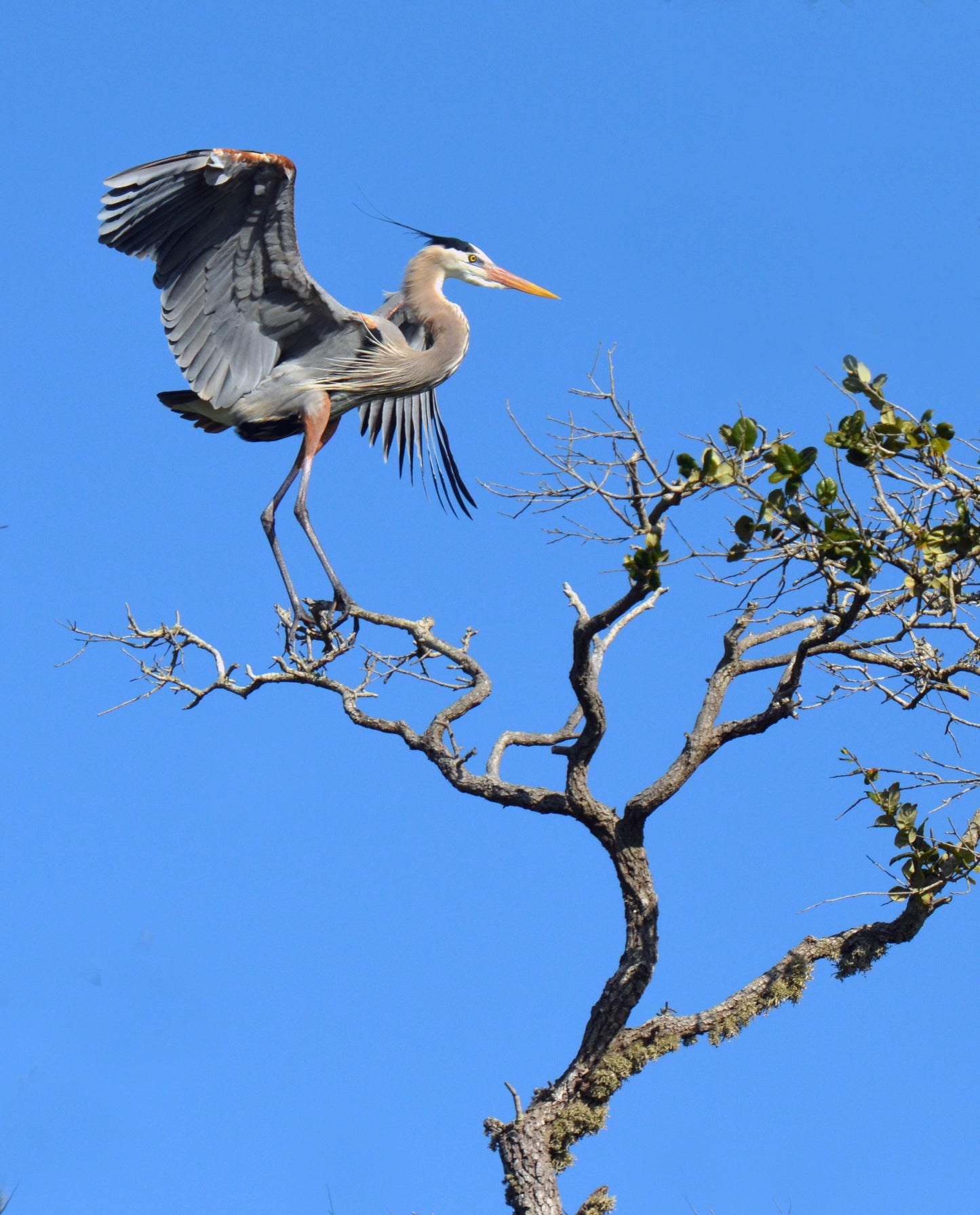 Soft Landing