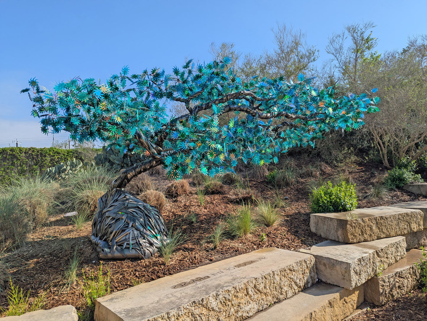 Wizened Star Tree