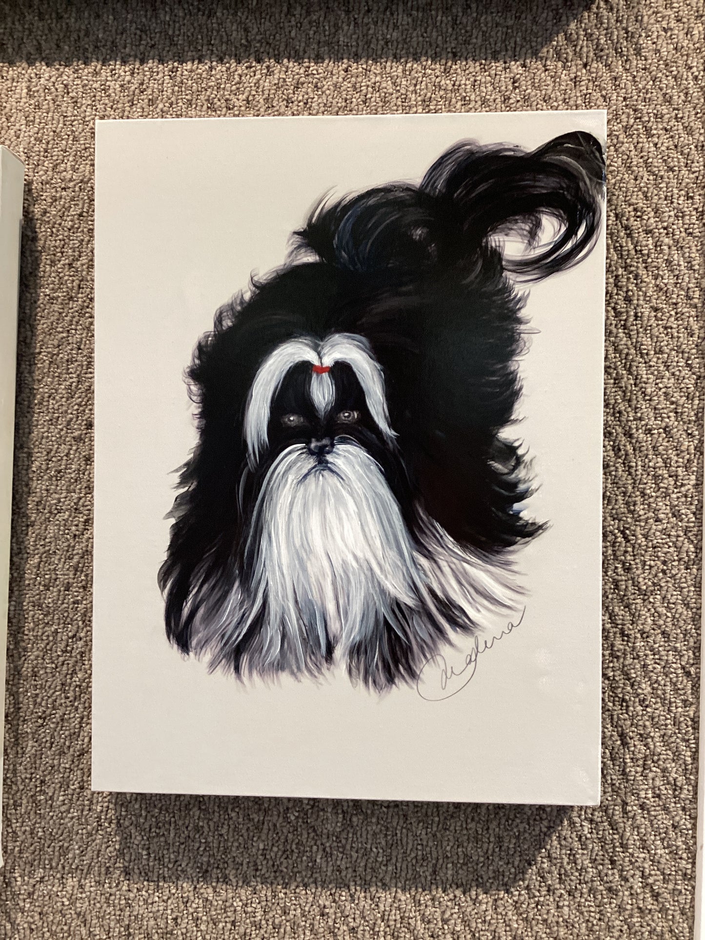 Shih-tzu