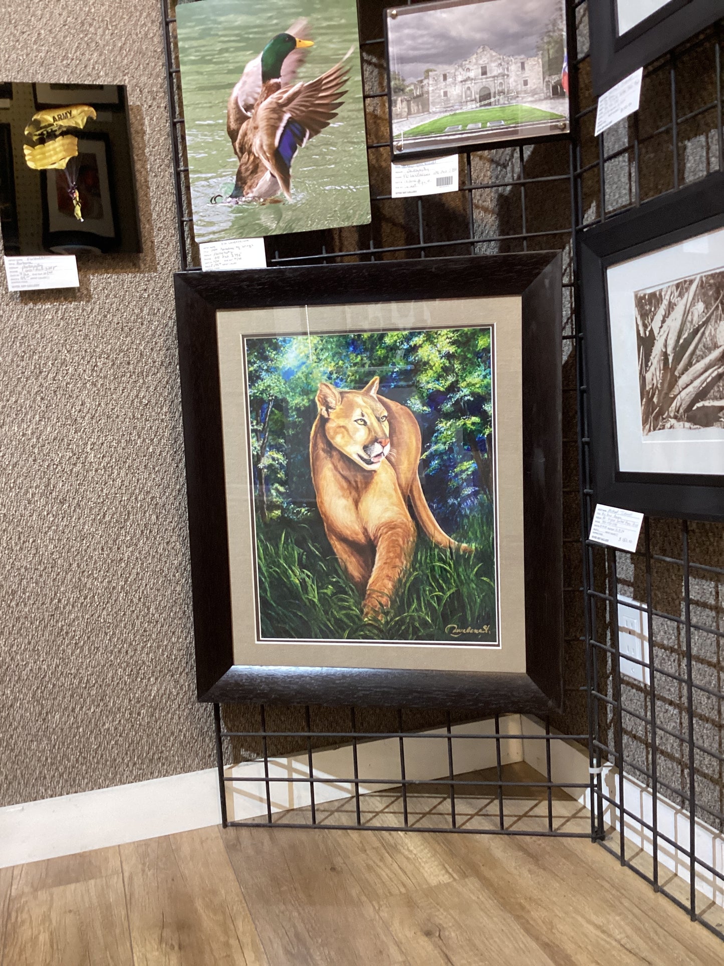 Cougar