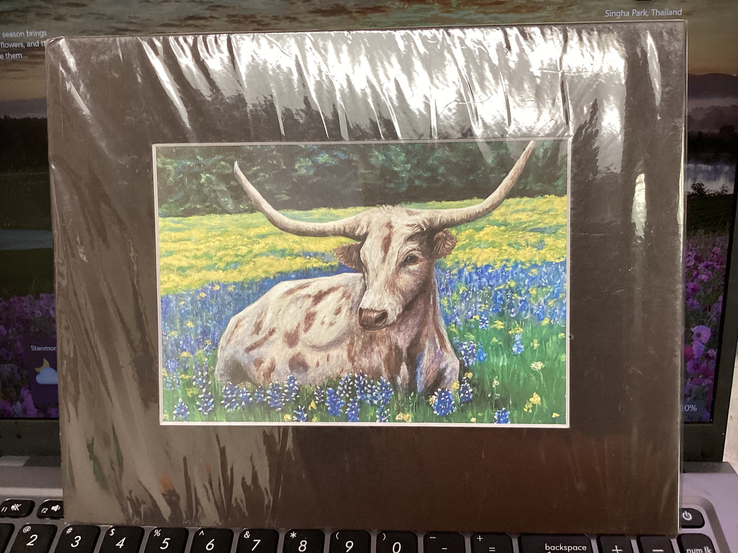 Bluebonnet Long Horn matted Print