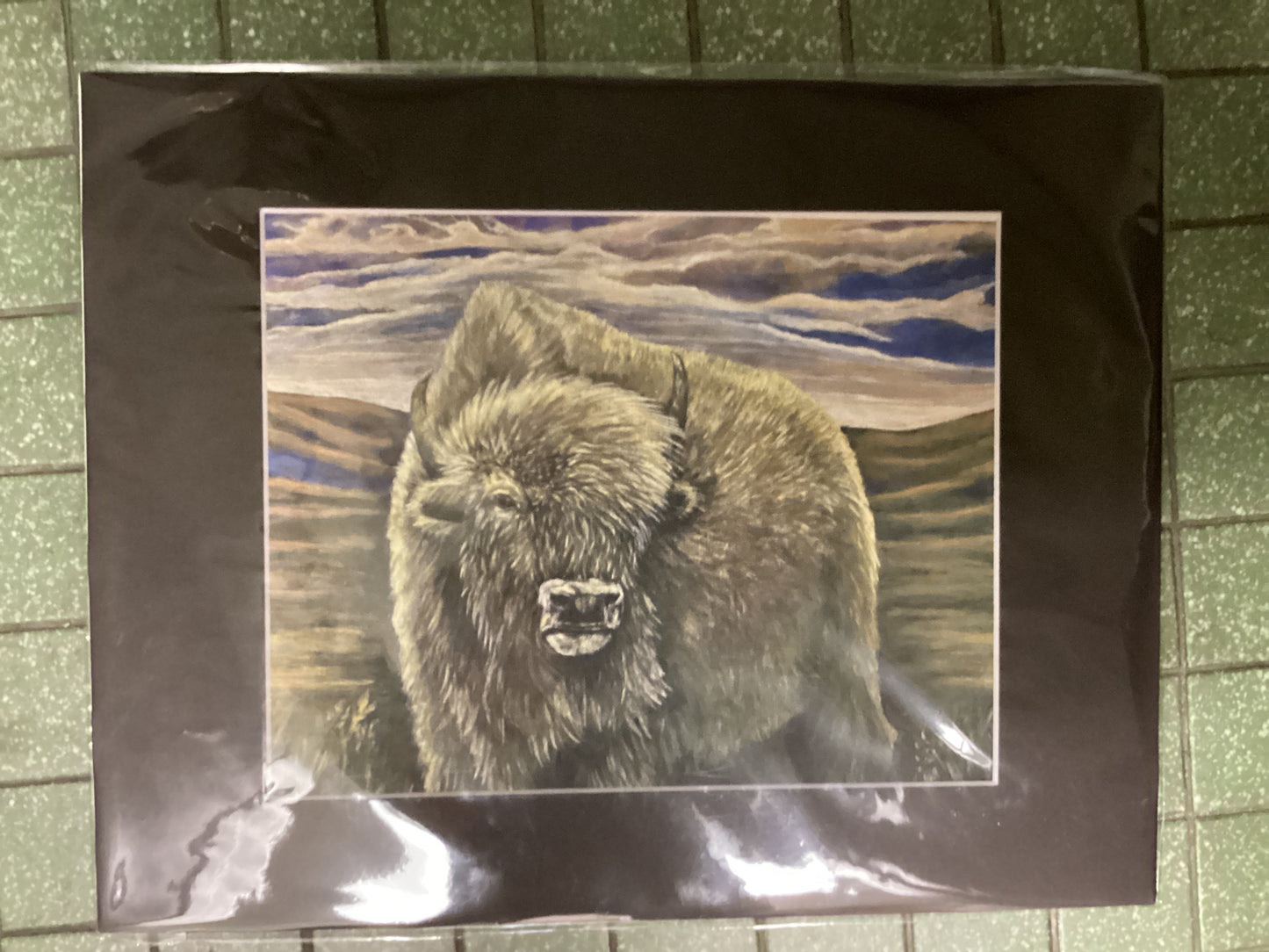Majestic White Buffalo