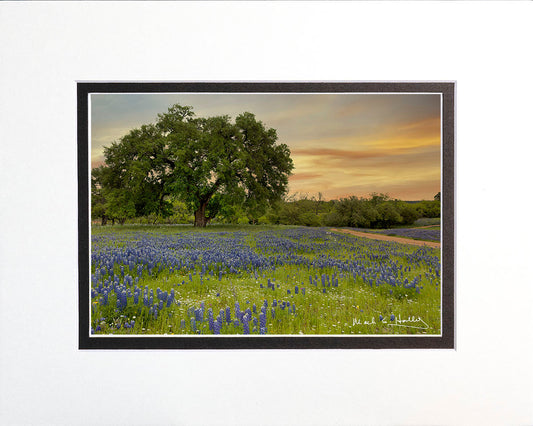 Large Oak & Bluebonnet Sunset 16x20