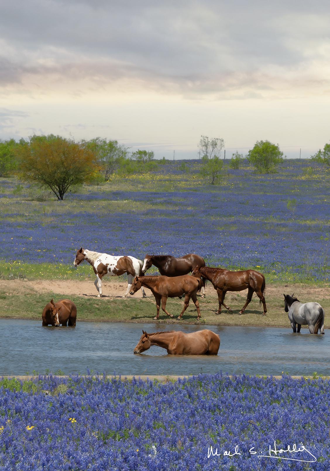 Horses in a Pond - 8x10
