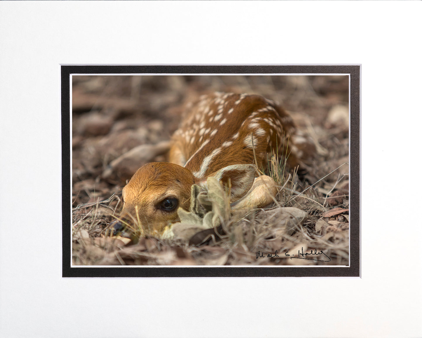 Newborn Fawn 8x10