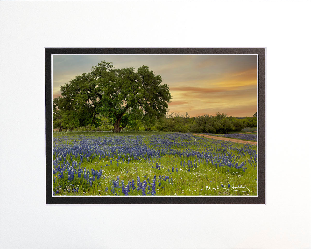 Large Oak & Bluebonnet Sunset 8x10 .