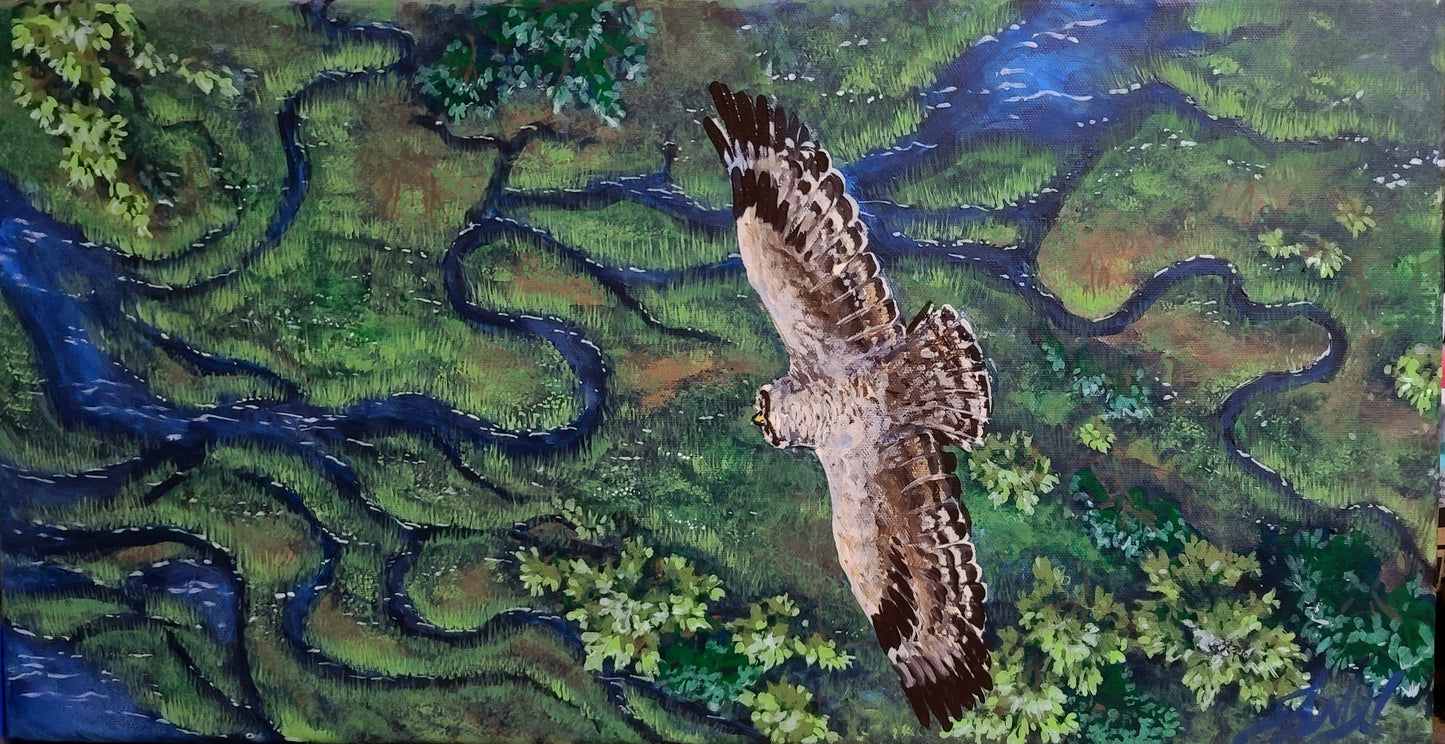 Marsh Owl Returning Home