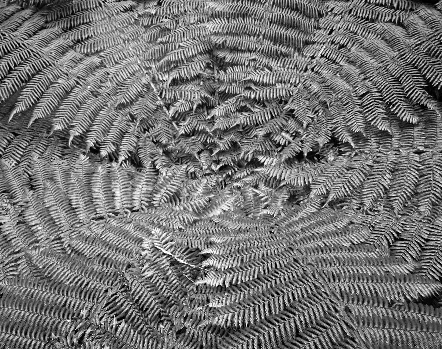 Fern Wheel