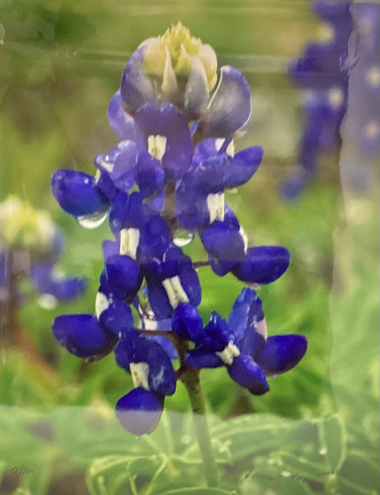 Bluebonnet