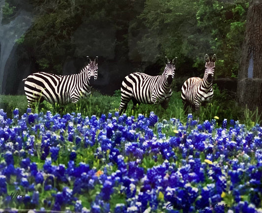 Zebras in Bluebonnets