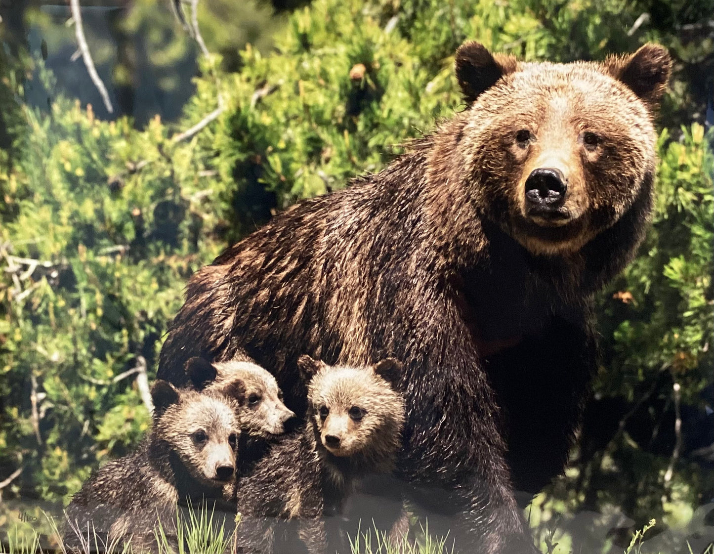 Grizzly 399