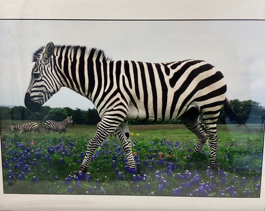 Texas Zebras