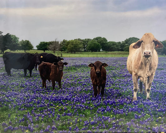 Cows in Bluebonnets