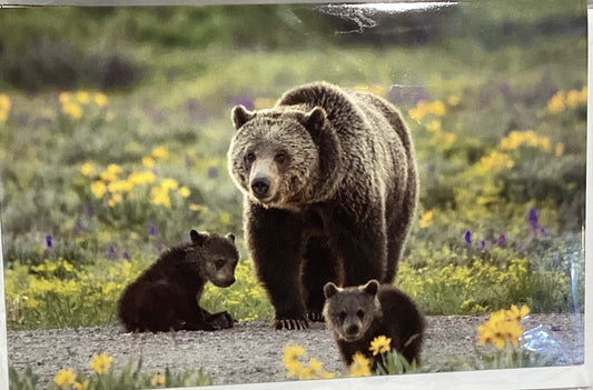 2 Art cards