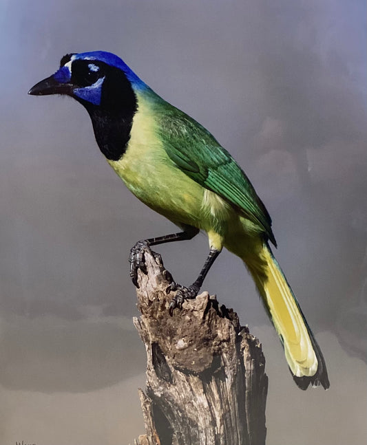 Green Jay