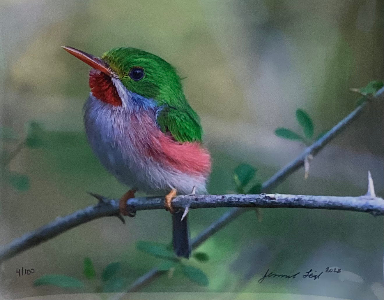 Cuban Tody