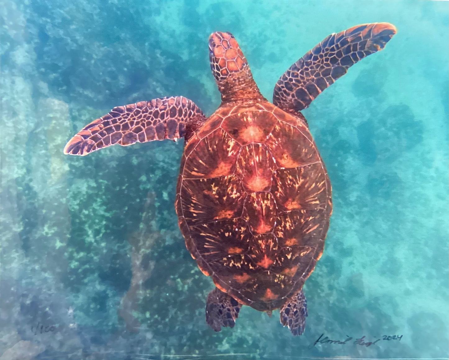 Jewel of the Galapagos