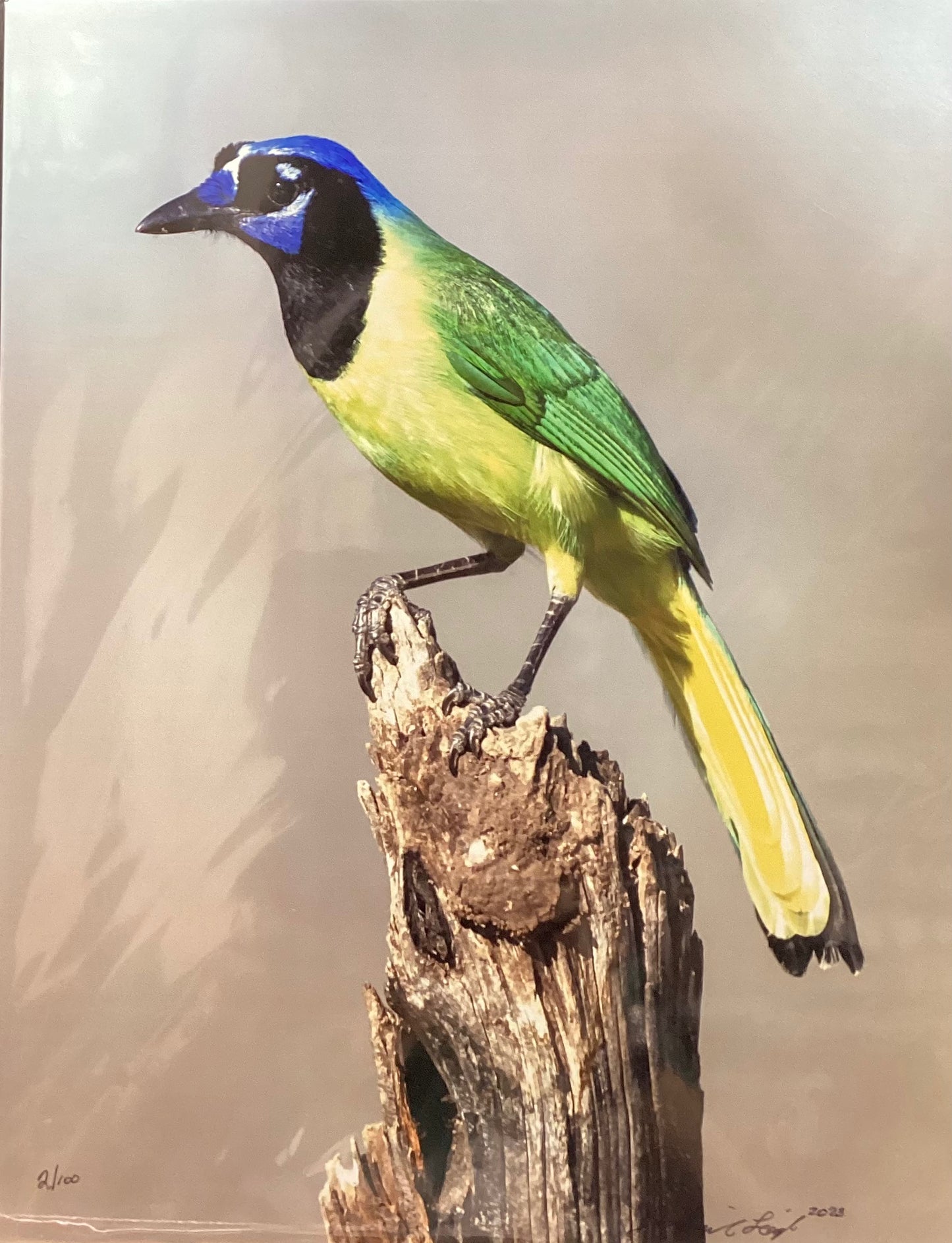 Green Jay