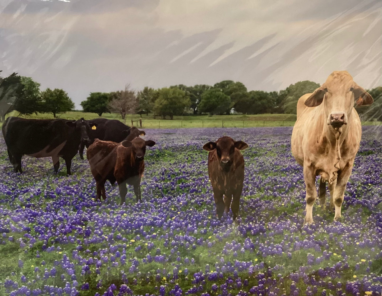 Cows in Bluebonnets