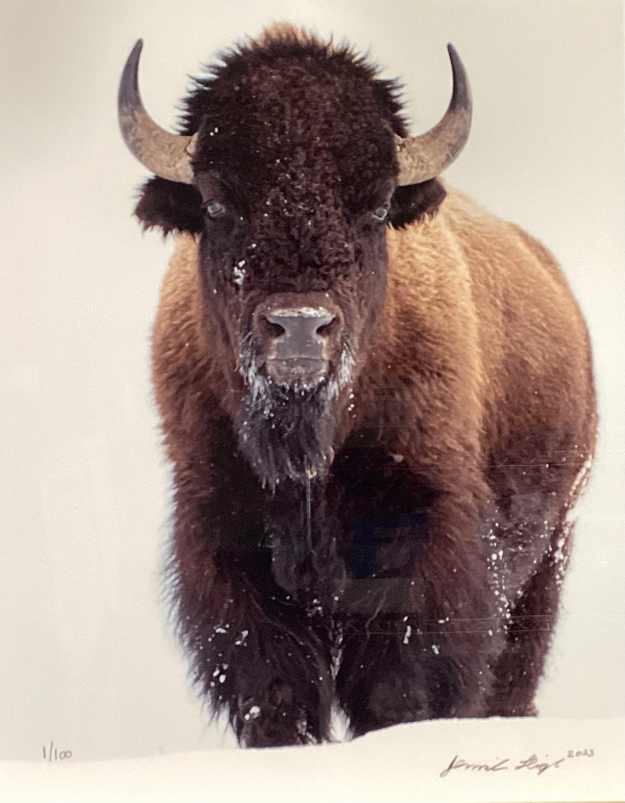 Bison Portrait
