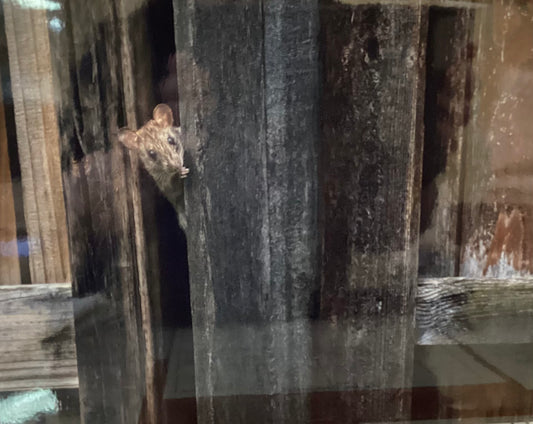 I Just Need Five More Minutes