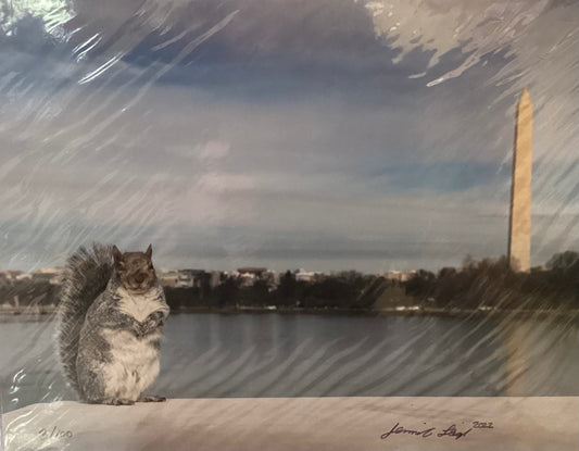 Grey Squirrel Tourist