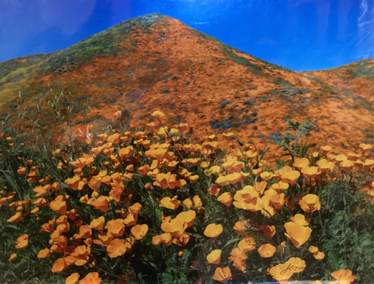 California Poppy Explosion