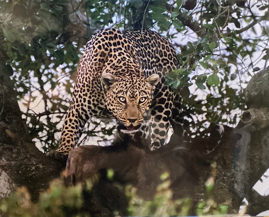 Leopard In Tree