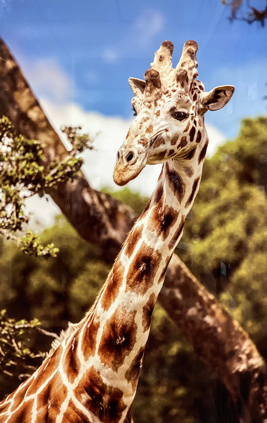 Rothschild Giraffe