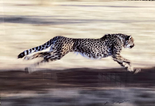 Outrunning Extinction