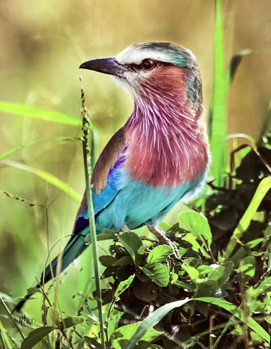 Lilac Breasted Roller
